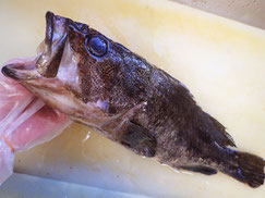 クロソイ　羅臼　未利用魚
