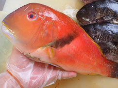 イラ　五島列島の魚　未利用魚