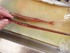 アカヤガラ　未利用魚　寿司