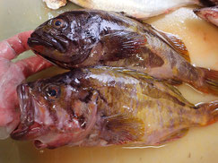 アオゾイ　知床　羅臼　未利用魚