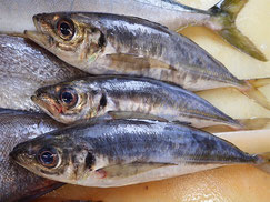マアジ　大船渡　未利用魚