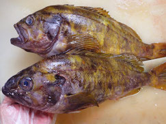 アオゾイ　羅臼　高級魚