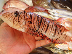 ミノカサゴ　五島列島の魚　未利用魚