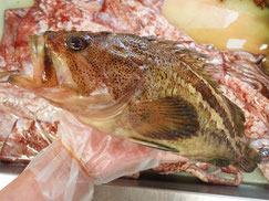 シマゾイ　羅臼　未利用魚