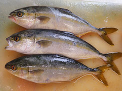 ワカシ　大船渡　未利用魚