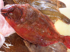 アカガレイ　羅臼　未利用魚