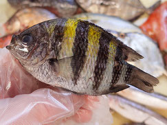 オヤビッチャ　大船渡　未利用魚