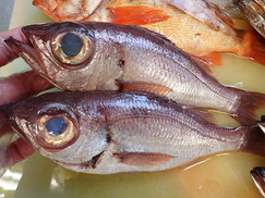 シロムツ　五島列島の魚　未利用魚
