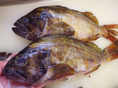 アオゾイ　羅臼　高級魚