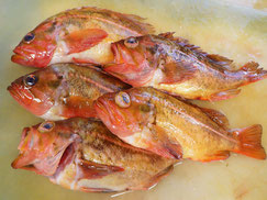 ヤナギノマイ　羅臼　未利用魚