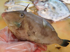 ウマヅラハギ　大船渡　未利用魚