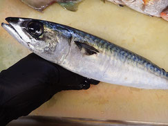ごま鯖　大船渡　未利用魚