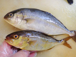 かんぱち　大船渡　未利用魚