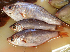 うみたなご　大船渡　未利用魚