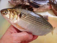 エゾアイナメ　大船渡　未利用魚