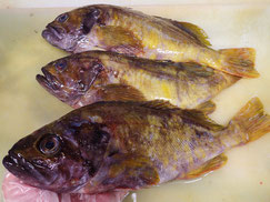 アオゾイ 高級魚 寿司