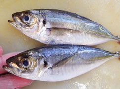 真あじ　大船渡　未利用魚