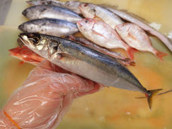 ムロアジ　大船渡　未利用魚