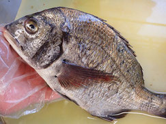 クロダイ　伊勢湾　天然地魚