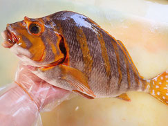 タカノハダイ　五島列島の魚　未利用魚