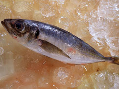 マアジ　大船渡　未利用魚
