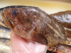 シマゾイ　羅臼　未利用魚