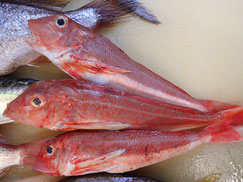 カナガシラ　大船渡　未利用魚