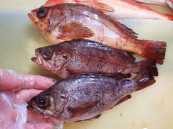 メバル　大船渡　未利用魚