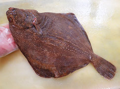 サメガレイ　羅臼　未利用魚