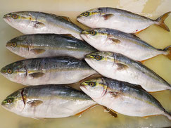 イナダ　羅臼　新鮮地魚