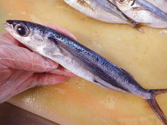 トビウオ　大船渡　未利用魚