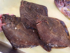 サメガレイ 高級魚 寿司