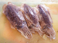 コウイカ　大船渡　未利用魚