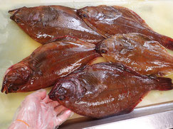 マガレイ　羅臼　未利用魚