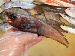 エゾイソアイナメ　大船渡　未利用魚