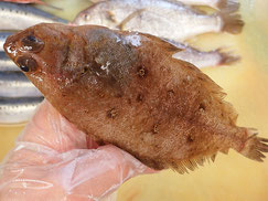 ヤナギガレイ　大船渡　未利用魚