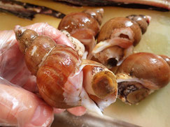 つぶ貝　高級魚　出前