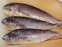 シイラ　大船渡　未利用魚