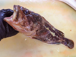 シマゾイ　羅臼　未利用魚