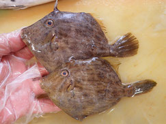 カワハギ　大船渡　未利用魚