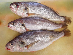 イシモチ　大船渡　未利用魚
