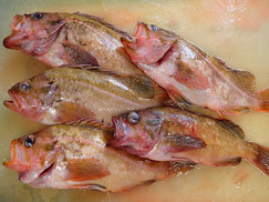 ヤナギノマイ　羅臼　未利用魚