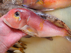 SDGs　未利用魚　アカアマダイ