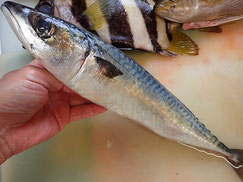 ゴマサバ　五島列島の魚　未利用魚