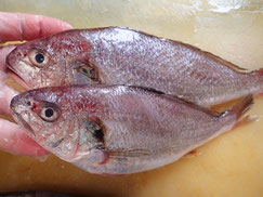 イシモチ　大船渡　未利用魚