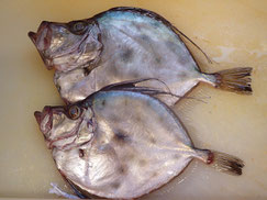 カガミダイ　大船渡　未利用魚