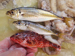 血鯛　大船渡　未利用魚