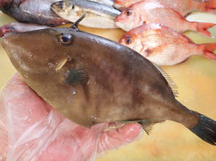 ウマヅラハギ　大船渡　寿司　出前