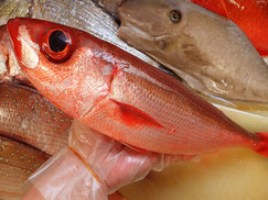 ハチビキ　五島列島の魚　未利用魚