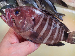 マハタ　小さい　未利用魚